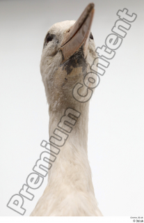 Black stork head neck 0002.jpg